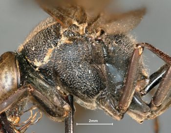 Media type: image;   Entomology 33213 Aspect: thorax lateral